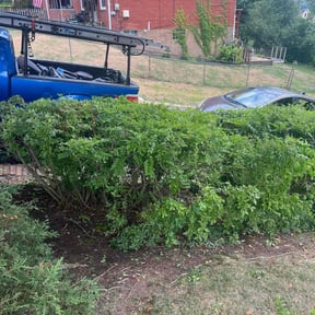 Bush Trimming by AFL Lawn Care reviewed on August 15, 2025