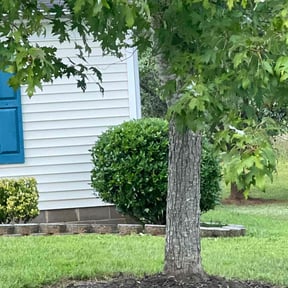 Bush Trimming by Hector's Lawn Care reviewed on August 21, 2025