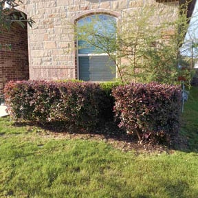 Bush Trimming by Acheys landscaping LLC reviewed on August 13, 2025