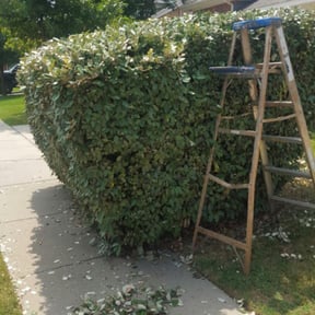 Bush Trimming by Toms landscaping reviewed on August 18, 2025