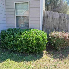 Bush Trimming by D &amp; R reviewed on March 30, 2026