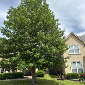 residential landscaping by Nextdoor Lawn Care reviewed on August 20, 2025