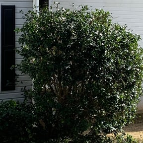 Bush Trimming by T F Lawn Care Services reviewed on August 21, 2025