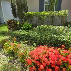 Bush Trimming by SGP Lawn Services reviewed on November 20, 2025