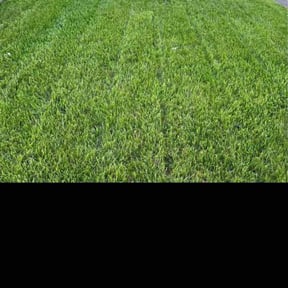turf care by RK Lawncare reviewed on May 12, 2024