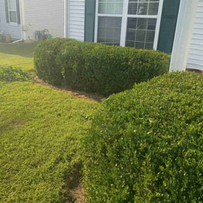 Bush Trimming by Jones industries reviewed on November 6, 2025