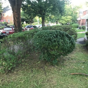 Bush Trimming by My self reviewed on August 16, 2025