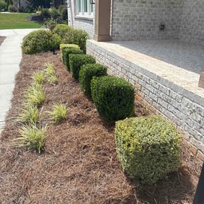 Bush Trimming by Mckay cleaning services and maintenance reviewed on July 19, 2026
