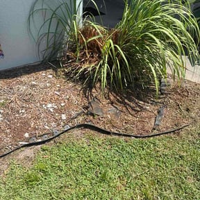 Flower Bed Weeding by Walter Vera reviewed on July 30, 2026