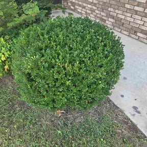 Bush Trimming by RhodenColes Investments reviewed on November 19, 2025