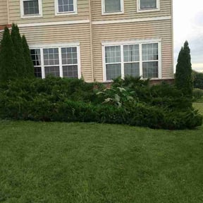 Bush Trimming by Cut Ninja landscaping reviewed on July 13, 2026