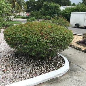 Bush Trimming by Cherry Lawncare reviewed on November 23, 2025