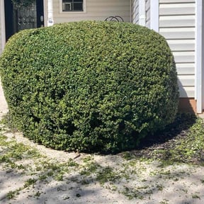 Bush Trimming by Luxury Lawn Care reviewed on August 21, 2025
