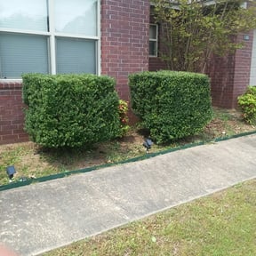 Bush Trimming by KingWay outdoor/inside lawn service, flowersbeds,pressure wash,painter reviewed on August 19, 2025