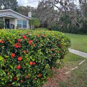 Bush Trimming by JC'S LAWN CARE PLUS L.L.C reviewed on December 13, 2025