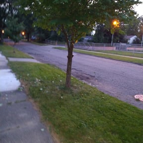 Bush Trimming by Steve’s mowing company reviewed on August 21, 2025