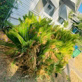 Bush Trimming by Matthews Lawn Care reviewed on August 20, 2025