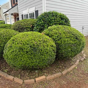 Bush Trimming by Lee bee’s lawn maintenance reviewed on May 10, 2026