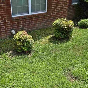 Bush Trimming by LIDER_1. PANEQUE.GENERALSERVICE LLC reviewed on June 25, 2026