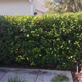 Bush Trimming by Handyman hollis lawn care reviewed on August 17, 2025