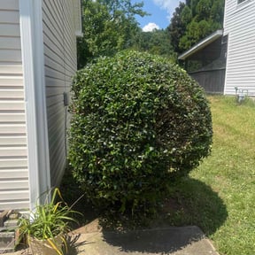 Bush Trimming by JLS Lawn Care reviewed on August 18, 2025