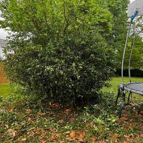 Bush Trimming by Padro Lawn and Window reviewed on April 24, 2026