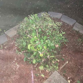 Bush Trimming by Chuyin&#039;s Lawn Care LLC reviewed on November 6, 2025