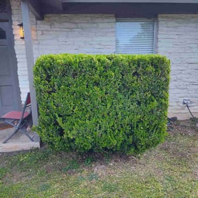 Bush Trimming by Baez & Sons Top Quality Landscapes reviewed on August 16, 2025