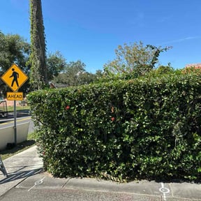 Bush Trimming by Drayton Boys Lawn Service reviewed on November 18, 2025