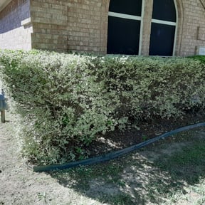 Bush Trimming by Lawn Care Rx reviewed on August 20, 2025