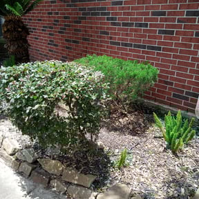 Bush Trimming by Green T's Lawn & Landscape reviewed on August 19, 2025