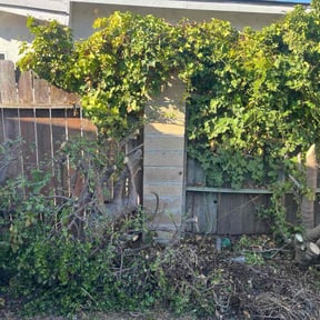 Bush Trimming by Texas Choppers Lawn Service reviewed on October 20, 2025