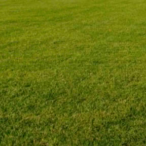 turf maintenance by Extra Mile Lawn Care and Junk Removal reviewed on July 25, 2025