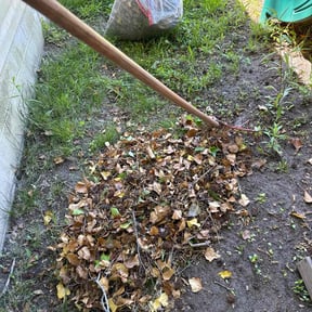 Leaf Removal by 4izzy inc reviewed on September 8, 2025
