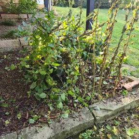 Flower Bed Weeding by Absolute groundskeeping LLC reviewed on November 19, 2025