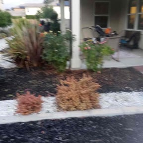 Bush Trimming by La Costa Irrigation & Landscaping LLC reviewed on August 21, 2025