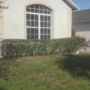 Bush Trimming by Zephyr lawncare reviewed on August 17, 2025