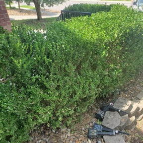 Bush Trimming by D.b.a Heavenscapes Lawns & Restorations reviewed on August 18, 2025
