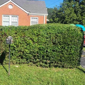 Bush Trimming by Ortega lawn services LL reviewed on November 21, 2025