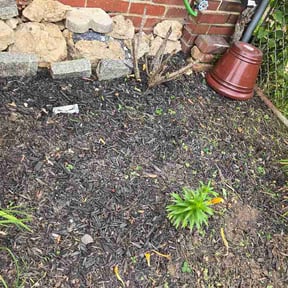 Flower Bed Weeding by Azores Lawn And Home Repair reviewed on June 6, 2026