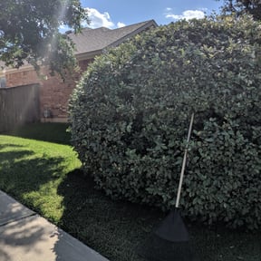 Bush Trimming by Marvin's Services LLC reviewed on August 21, 2025