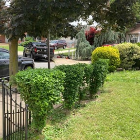 Bush Trimming by JR Lawn Maintenance reviewed on August 21, 2025