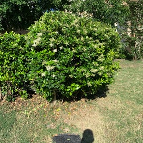 Bush Trimming by Var Landscape reviewed on August 18, 2025