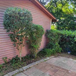 Bush Trimming by Dlawncare reviewed on August 21, 2025