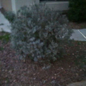 Bush Trimming by Joeys grass cutting llc reviewed on August 17, 2025