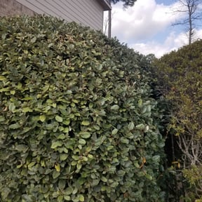 Bush Trimming by Robert Bond Sr reviewed on August 18, 2025