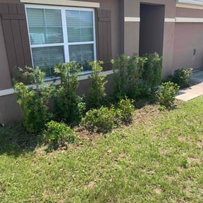 Bush Trimming by Gus lawn's reviewed on October 23, 2025