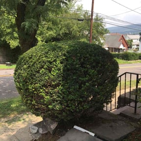 Bush Trimming by Creative landscaping reviewed on August 16, 2025
