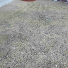 Leaf Removal by Southern Blooms Landscaping reviewed on February 27, 2026