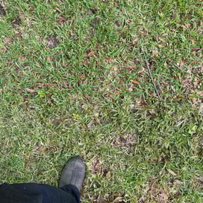 Bush Trimming by RD Lawn Services reviewed on August 21, 2025